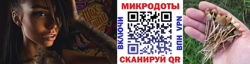 нарко площадка какой сайт  Дубовка  Галлюциногенные грибы Cubensis 